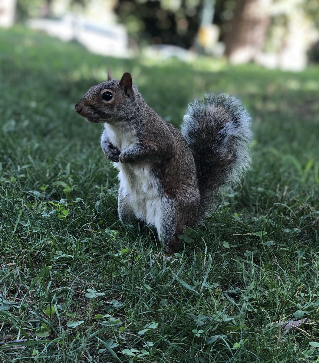 wildnewyorkshow's tweet photo. Enjoy our catalogue on the squirrels of NYC! First is our pilot episode— all about the Tree Squirrels of NYC!
https://t.co/71nV3aE6cR
#treesquirrels #SquirrelAppreciationDay #nycwildlife #wildnewyork https://t.co/tIpTMp9Fce