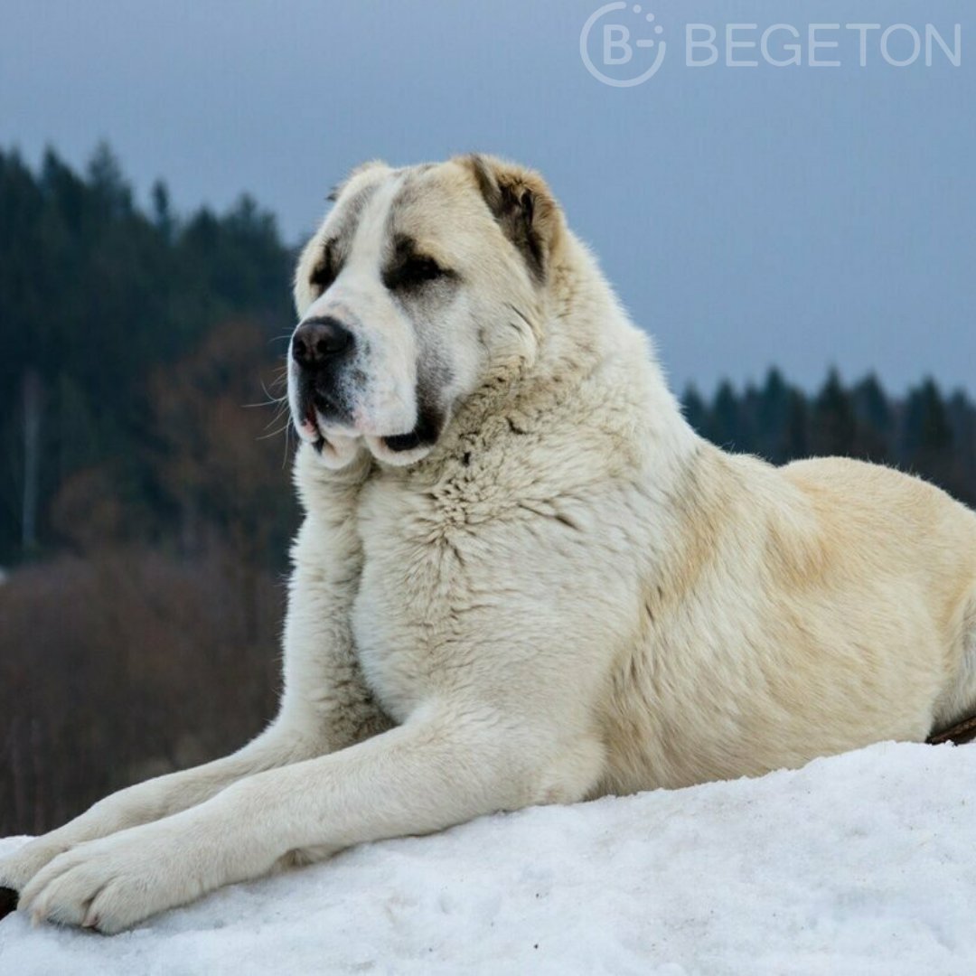 Фотографии алабая