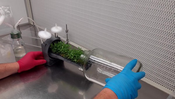 IRTA develops a bioreactor that reduces the handling time of in vitro plant cultures by 80% - <a href="/irtacat/">IRTA</a>
freshplaza.com/article/939263…