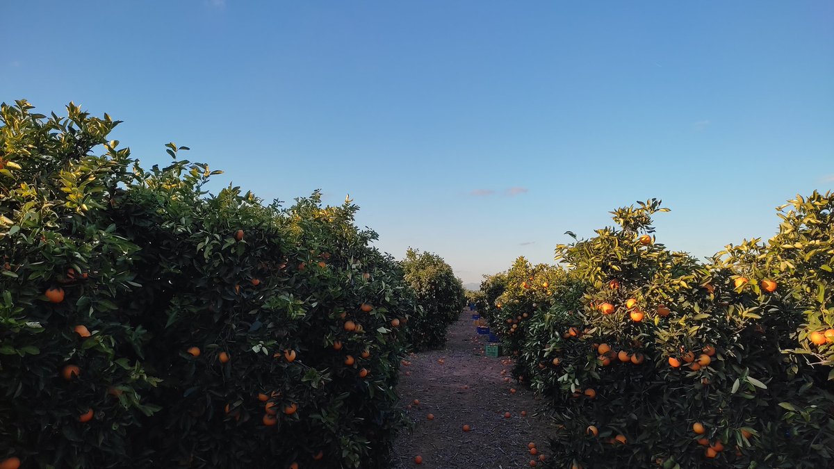 guillemgilpuig's tweet photo. 🍊 Collita de navelines a Motor de Sant Lluís, Mas del jutge (Torrent)
#PreusJustos #ConsumeixLocal https://t.co/5Ltl2Ev6BG