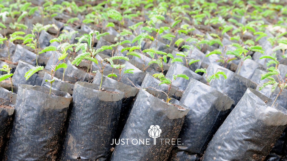 And so more trees are on the way to be planted in our little forest with <a href="/JUST_ONE_Tree/">JUST ONE Tree</a> as a reward for our teams generosity during our December Appeal - well done team 🌳🙏💙
#GivingBack #JUSTONETree #InitiateLife