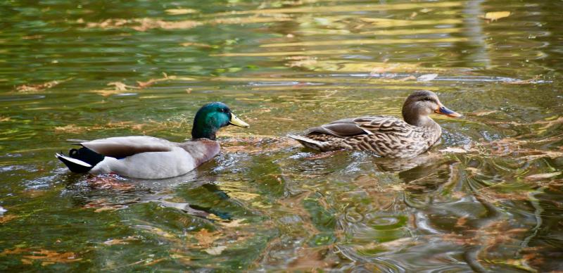 With the retirement of <a href="/dennisnforney/">Dennis Forney</a>, those of us who are going to occupy his column space each Friday have big shoes to fill. <a href="/RonMacArthurCG/">Ron MacArthur</a>'s first #AroundSussex post about #TrapPond was quite successful.

capegazette.com/article/trap-p… <a href="/DEStateParks/">Delaware State Parks</a> #netde