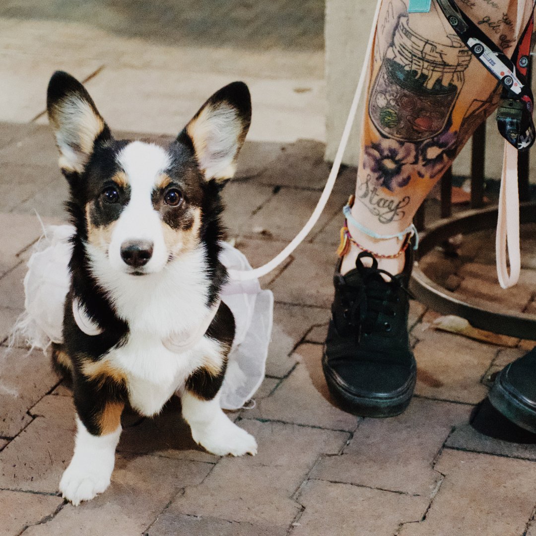 Whether it's a Bully stick or a Tilapia Fish Skin, all Open Range treats are 100% digestible and feature unique natural health benefits fo