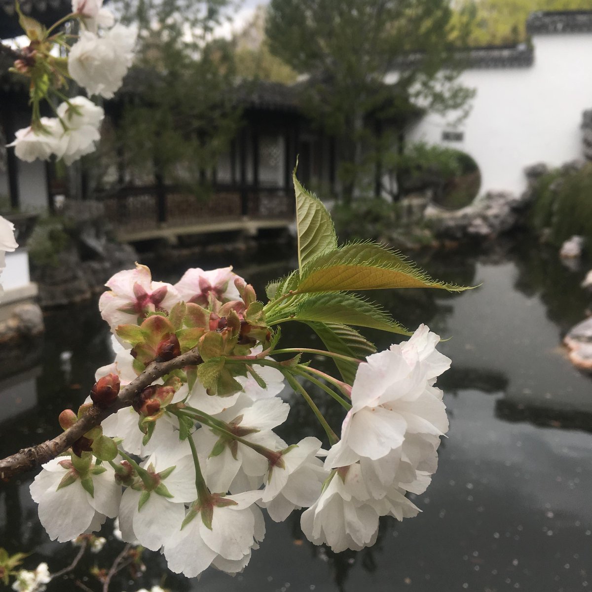 One-of-a-kind culture, dining, and green space: there's so much to love about Staten Island! This <a href="/washingtonpost/">The Washington Post</a>  article recommends a visit to Snug Harbor's NY Chinese Scholar's Garden and @NobleMaritime  Read on: ow.ly/Btll50HA34i