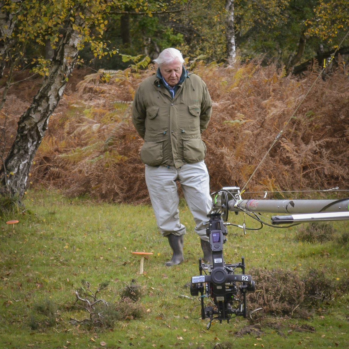 The New Forest - Forestry England tweet media