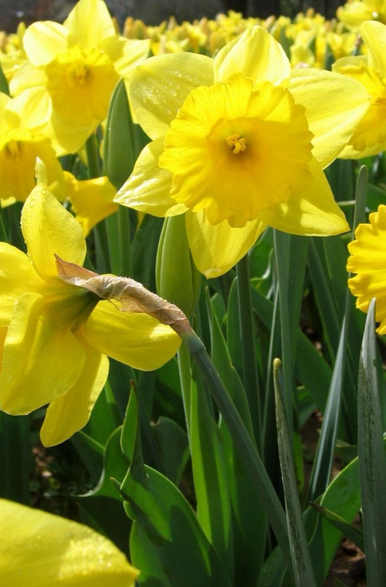 Rydym yn falch o gefnogi’r ymgyrch i gael Dydd Gŵyl Dewi yn wyliau cyhoeddus yng Nghymru.  Byddwn felly yn cau ein swyddfeydd yn Nolgellau, Bala a Dinbych ar Fawrth y 1af 2022 i ddathlu gŵyl ein Nawddsant a bydd ein staff yn cael diwrnod o wyliau.