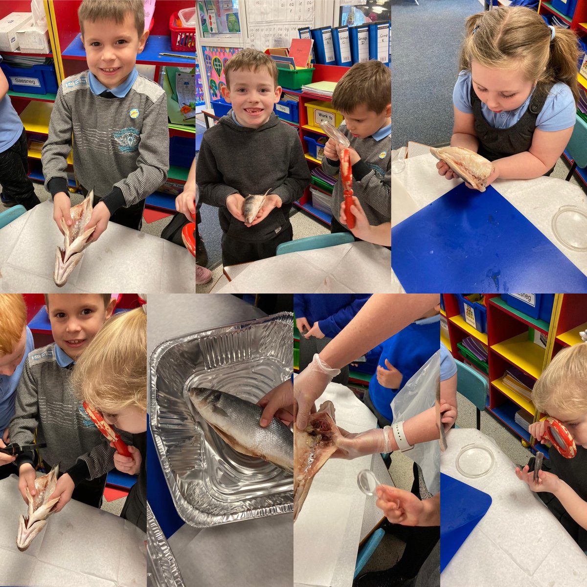 marys_rc's tweet photo. Blwyddyn 2/3 have enjoyed looking at the anatomy of a fish and getting up close.
#science #learningisfun #exploring #practicaltasks https://t.co/SqHvOQxR9l