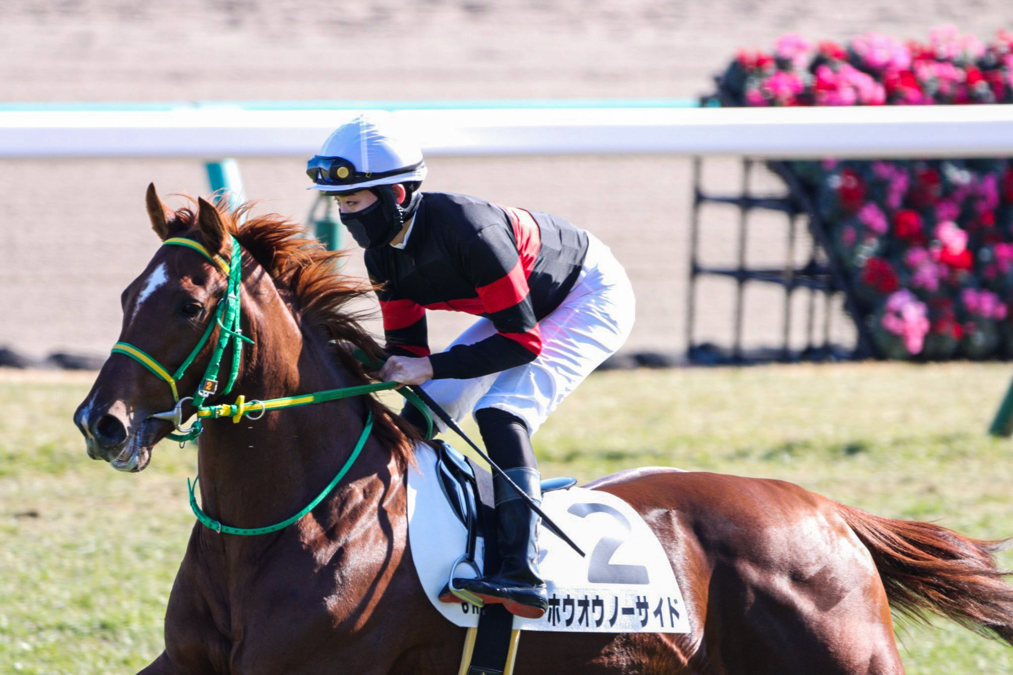 ちゃぼ 初めての競馬場に緊張しちゃったかな 姉にワンスインナムーン 兄にディバインコード 短距離で見てみたいなぁ 22 01 16 中山6r 3歳新馬戦 ホウオウノーサイド 斎藤誠 厩舎 齋藤新 騎手 チームホウオウ T Co Aprnzdggj2 Twitter