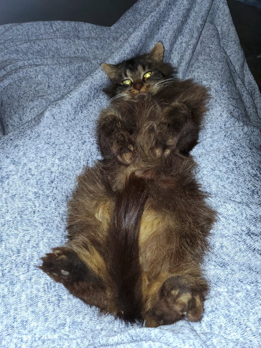 Lucky is adjusting well. Last night he hung out in the living room for a little while &amp; didn't hiss at Thunder one time. That's a huge win. Thunder was giving me the jealous eyes about Lucky getting his attention when Dylan, Lucas, &amp; Jackson all went to bed 🛌