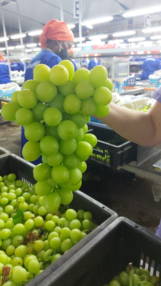 tablegrapesSA tweet media