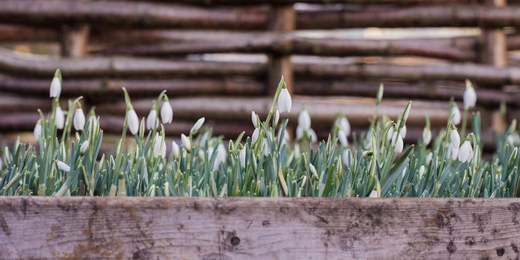Heralding Spring. Join us from Sunday for a week-long celebration of early spring blooms. Follow the trail around the Garden, and don’t forget to stop by the plant sale to take home your favourite spring bloom. Read more: ow.ly/AYfz50HzKp4. #snowdrops