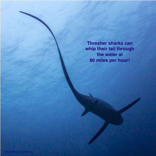 #sharks #scicomm #amazingnature