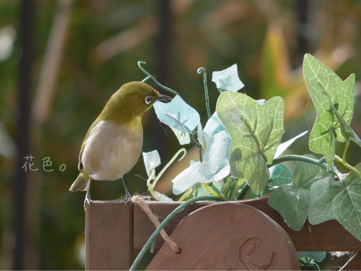 ꕤ*.ﾟ

#野鳥
#野鳥写真
#メジロ
#キリトリセカイ
#ファインダー越しの私の世界 
#写真