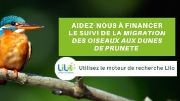 d_corse's tweet photo. Nos recherches ont du pouvoir 🤩💪 Sauvons les oiseaux migrateurs ! 
Pour découvrir ce nouveau moteur et participer au financement de ce projet, c'est très simple :
✅Se rendre sur https://t.co/LWJEpUkKKl... utiliser le moteur de recherche Lilo. https://t.co/5piBlp7OwS