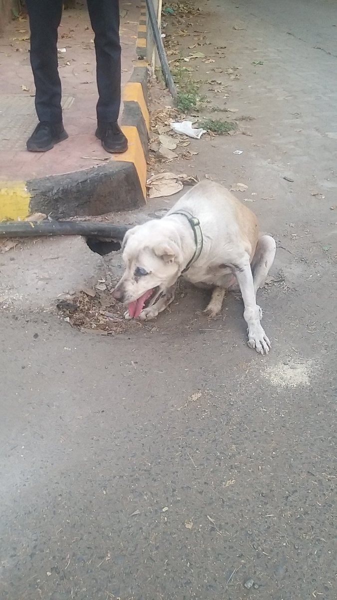 joydanielp's tweet photo. @CPMumbaiPolice , @mybmc @AUThackeray a blind old dog run over, I am new in the city - Security guard Bayview Society Bandra - 7318364099 has given temporary refuge please help @pfaindia @PetaIndia @swagata_y @sadhika_tiwari https://t.co/oScYWVKaDT