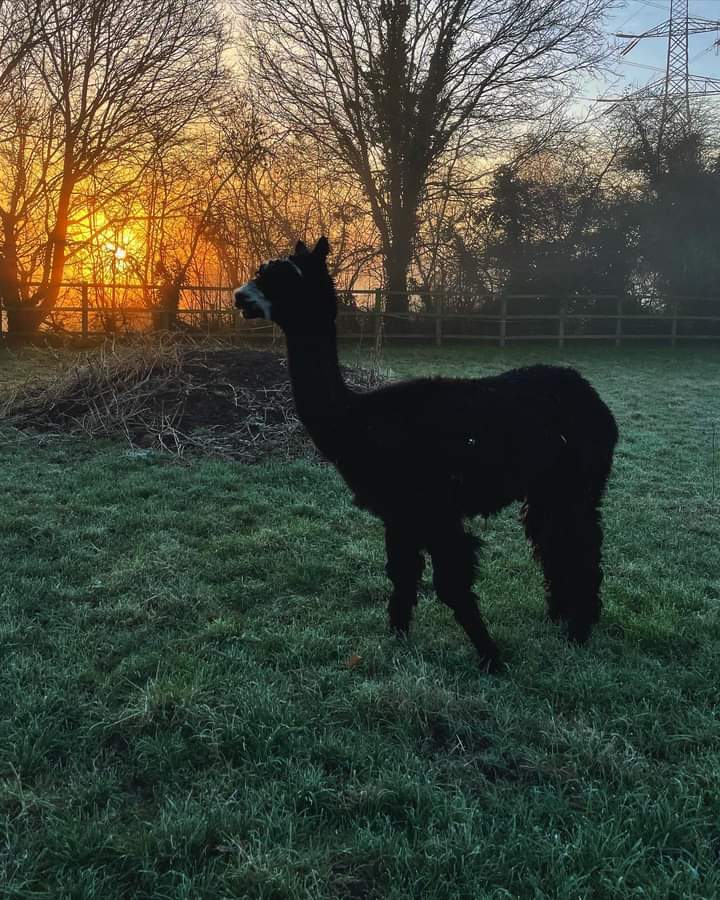 Kimby our Huacaya Alpaca looked very majestic with this mornings sunrise! 🌅 

#deencityfarm #cityfarm #supportlocalcharity #sponsorme #daysoutwithkids #placestovisit #alpacalife