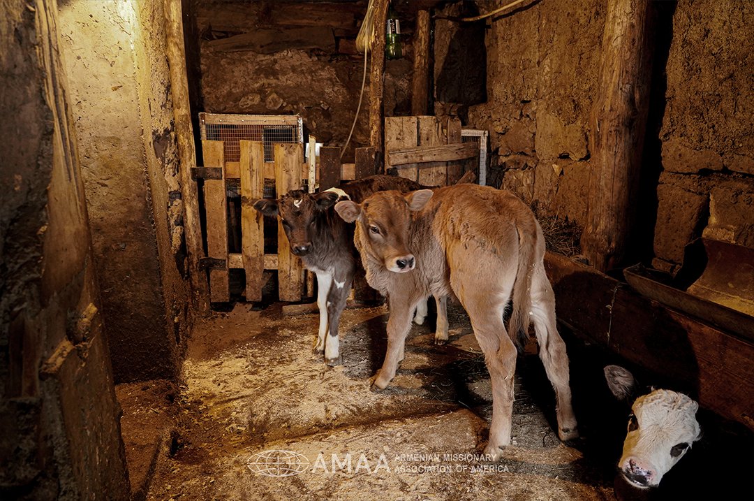 AMAA_Armenia's tweet photo. #CheeseUp is closer than ever to the Lori families and their cows!

This week, the program is in one of its most important implementation stages. We are happy to announce that artificial inseminations have taken place in the past week... [1/3] https://t.co/OZPZq9S2Eg