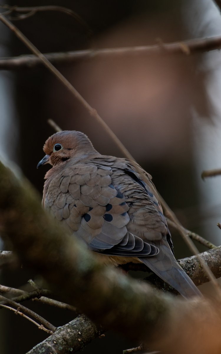 digitalturtle_'s tweet image. 