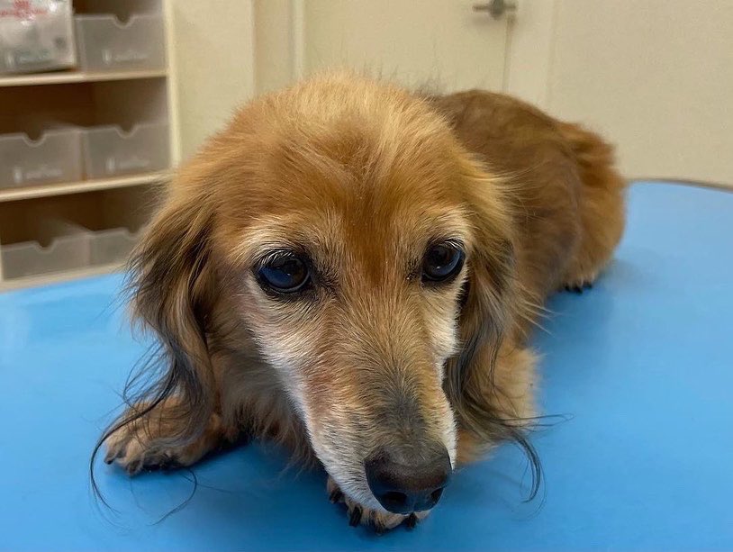 Dr_animalclinic's tweet photo. 今日の皮膚病2人🐶 中西結合獣医学で頑張って治すぞ❗️
#鍼灸 #漢方 #犬薬膳 #中西結合 #PYIA #ペット薬膳 #ペット薬膳管理士 #中獣医 https://t.co/1EmifhZOLE
