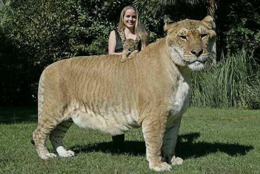 #abrohilo De 10 fotografias históricas y curiosas que necesitas ver.. Parte 1. 

1.-El felino más grande registrado. Fue un cruce entre un león y una tigresa: https://t.co/scYzOBF26L.