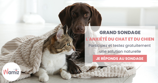 ConsoAnimo's tweet image. Votre chat ou chien présente des signes d'anxiété ?😥
Répondez dès maintenant à notre grand sondage sur l'anxiété du chat et du chien et vous recevrez peut-être chez vous un produit révolutionnaire !😆

#consoanimo #sondage #anxietechat #anxietechien

forms.gle/j9G3VbhhTVwF48…