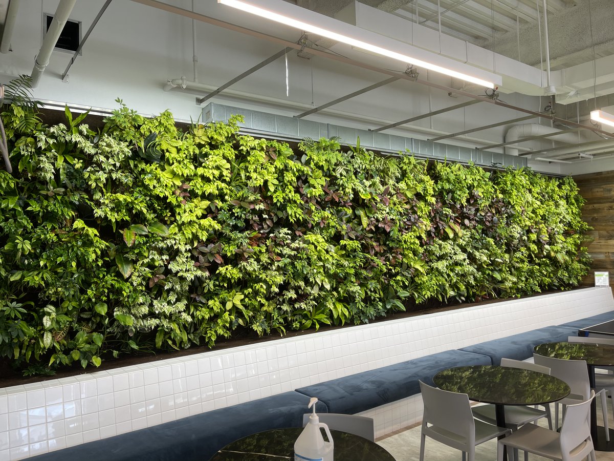 GroupNedlaw's tweet photo. Check out the stunning #biofilter at the @IanMartinGroup 
Still looking as lush and beautiful as the day it was installed!
⠀ ⠀
#nedlawlivingwalls #biowall #plantwall #technology #architecture #landscapearchitecture #urbandesign #plants #tropical #sustainability https://t.co/SaoKU2Z18E
