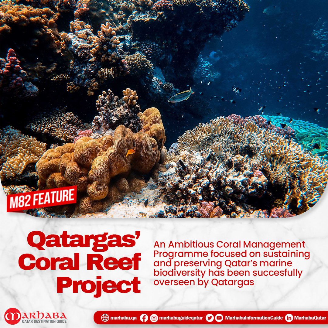 MarhabaQatar's tweet photo. The Coral Management Programme (CMP) undertaken by @Qatargas is aligned with #QatarNationalVision2030, and is based on artificial reef deployment & coral relocation, also the first of its kind land-based coral nursery.
Full story in this #MarhabaFeature: https://t.co/OQ5LNyPqm0 https://t.co/rU6rfSMqiP
