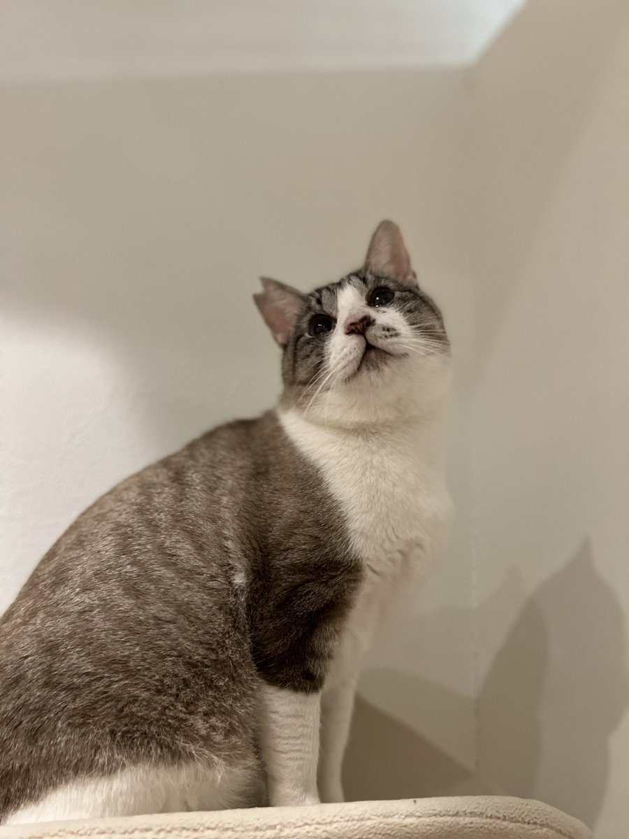 nekotto🐾です♪
看板猫さんのふく店長。
毎朝宇宙と交信します。