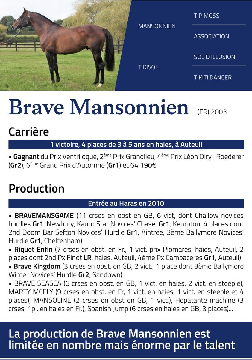 Un vrai étalon d'obstacles au <a href="/HarasdeBuzancy/">Haras de Buzancy</a>