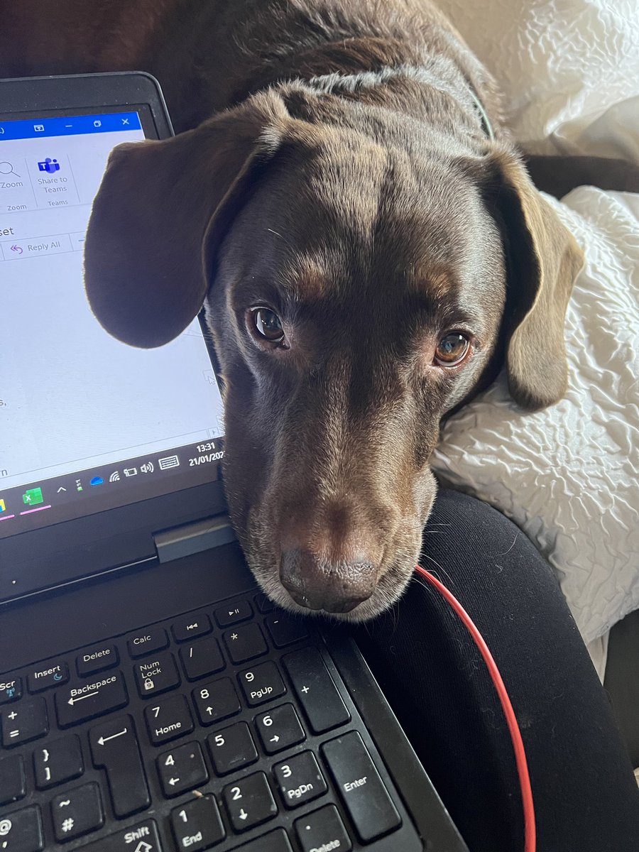 Decided to take a break from my desk and spend 30 mins with my feet up doing some emails… this little face popped his head round and now I never want to move 🐶🥰