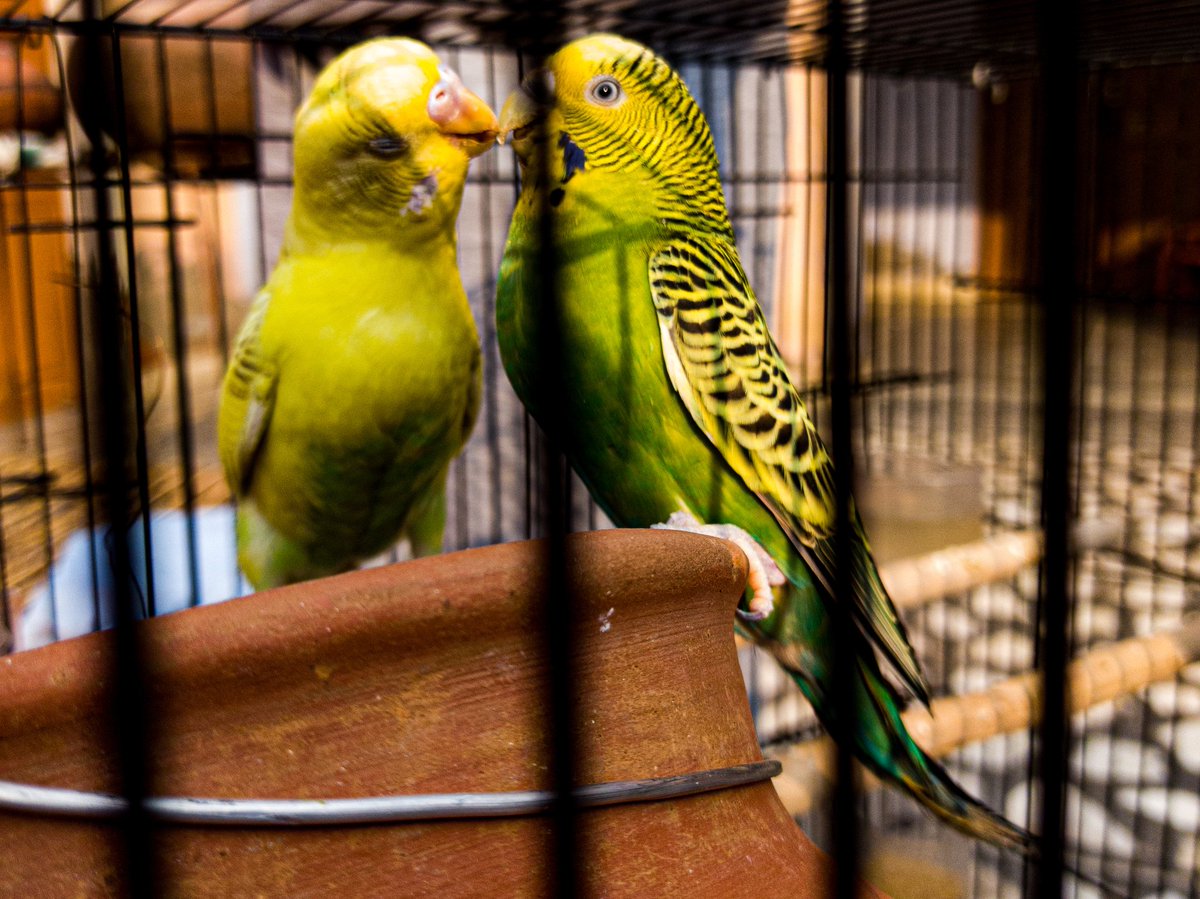 MarkRanger16's tweet photo. @DropYourNFT The two love birds
https://t.co/IKL98UH4Pk https://t.co/3JkavUGZRW