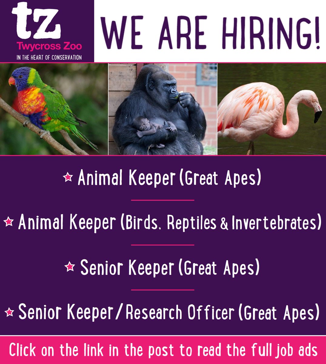 TwycrossZoo's tweet photo. Join our zoo (which houses over 500 animals including the biggest primate collection in the world) during an exciting time of new development! 🌴🐵

Info: https://t.co/ZhYFNZitvC 

#JobsinZoos #TwycrossZoo #AnimalKeeper #ZooKeepers #ZooKeeper #ZooKeeperJobs https://t.co/7jGCHt7AFL