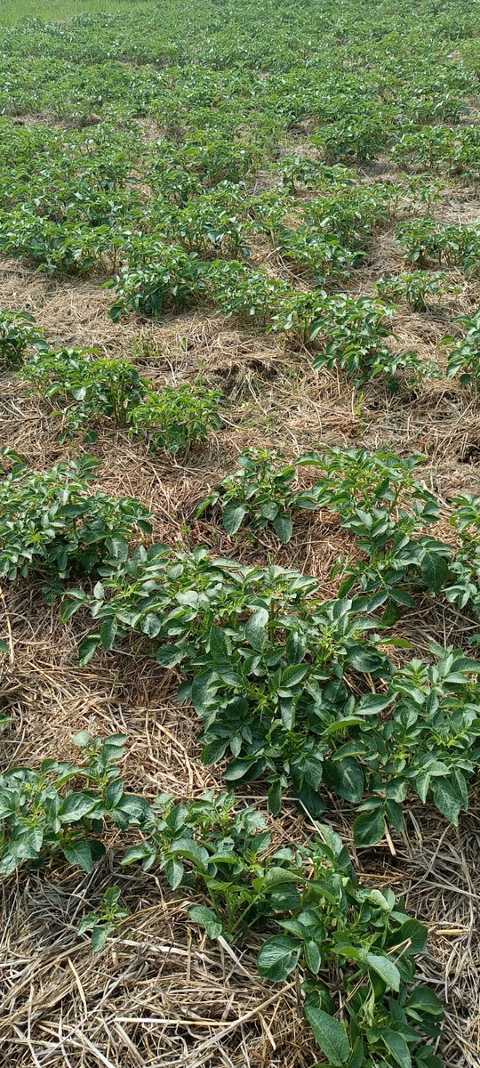 David A. Ramírez tweet media