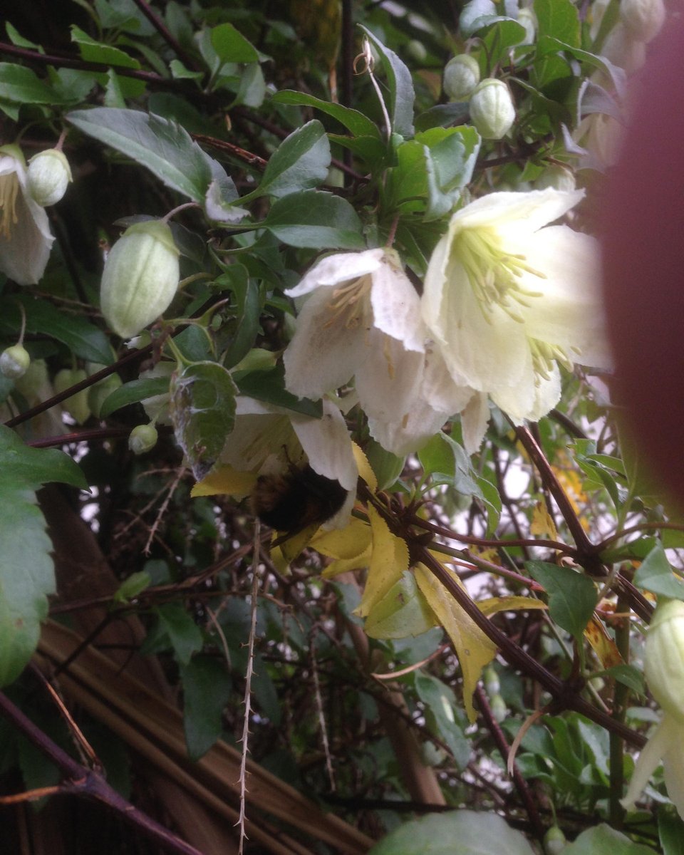 We agree - spot the bumblebee on the winter clematis outside the office. theguardian.com/environment/20…