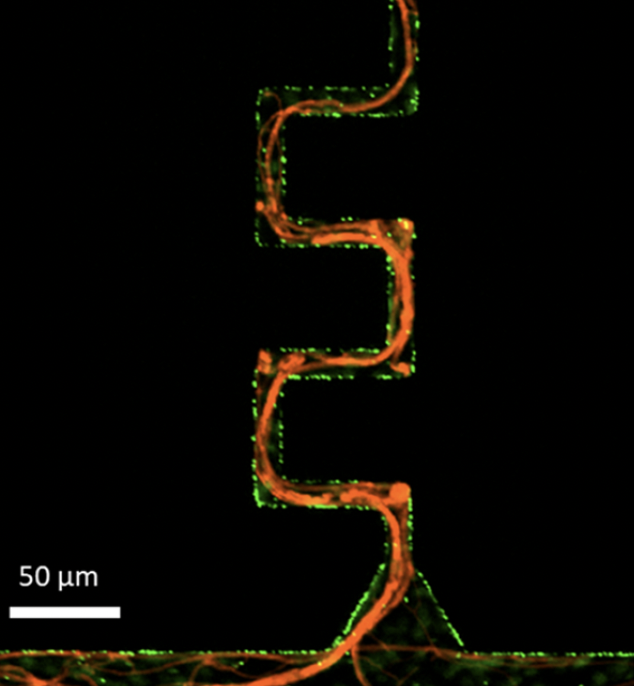 Come work with us!!:) We're hiring a microbial ecologist/microbiologist/equ postdoc to work with us in the soil chip project (soilchip.wixsite.com/soilchip)! Please RT!
Job add: lu.varbi.com/en/what:job/jo…
image from Carlos nature.com/articles/s4200…