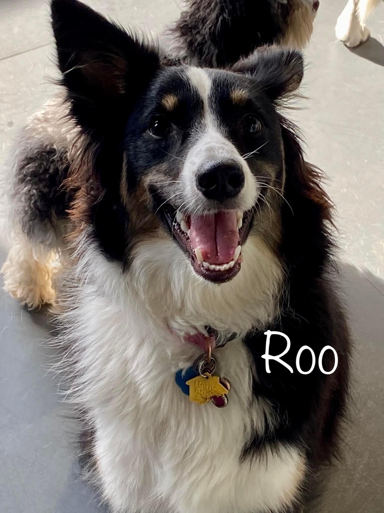 Roxie, Riley &amp; Roo... bid a happy Friday to you 🐾 🐶 😁 #happyfriday #fridayvibes #fridaymood #weekendvibes #fridayfunday #woof
#dogs #dogoftheday #dogstagram #doglife #instadog #happydogs #dog #happydog #dogmom #dogdaycare #dogwalking #dogtraining #arlingtonva
