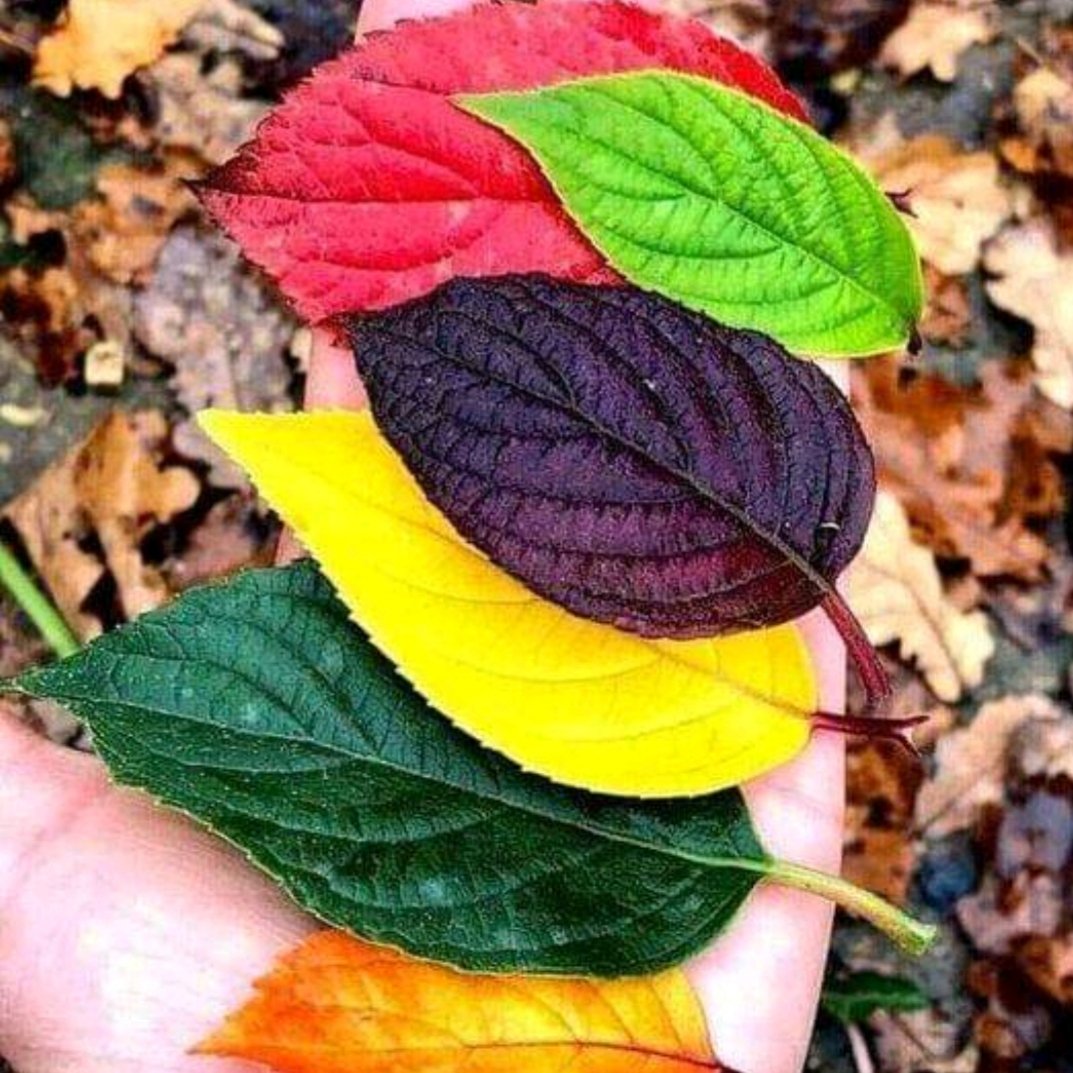 Hayırlı akşamlar olsun arkadaşlar ☺️