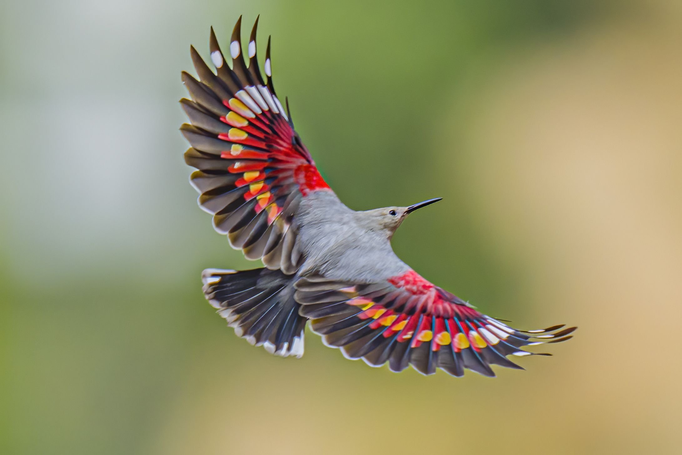 Wilton X on X: "红翅旋壁雀（英文名：Wallcreeper）。This bird is unique to China。With  red and yellow patches on the wings。 https://t.co/8ZNwLMbIOx" / X
