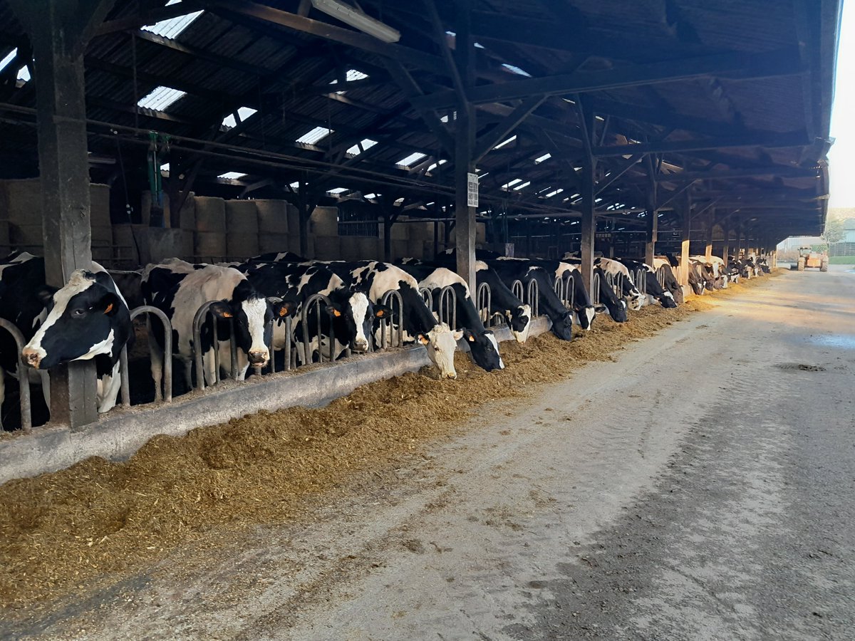 Début de l'expérimentation à Trévarez ! Les🐄 seront nourries de maïs, herbes en sillages et colza pendant 2 mois. Des mesures permettront d'observer les changements sur plusieurs variables : émissions de méthane, production de lait,...
<a href="/ChambagriBzh/">ChambreAgriBretagne</a> <a href="/finistere_29/">Département du Finistère</a> <a href="/Channel_Manche/">Interreg FCE</a>