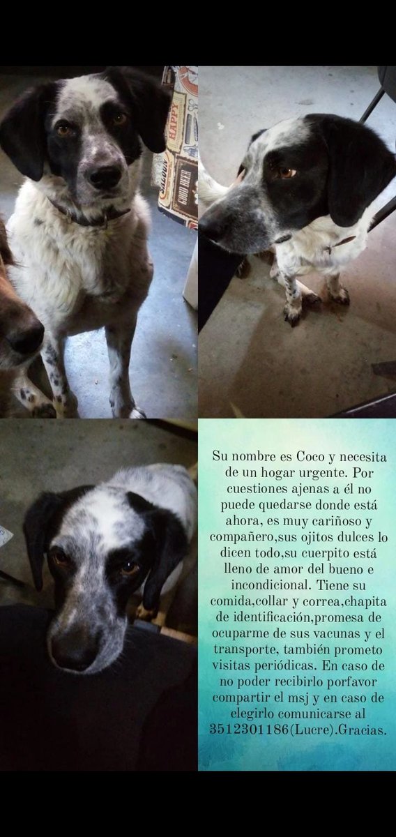 LucaOrpianesi's tweet photo. Buenas! Mi jefe no quiere tenerlo más en el local y necesitamos alguien responsable que pueda cuidarlo. Es un amor, duerme y pide mimos es medio renguito y tímido pero agarra confianza al toque https://t.co/GYqfiCYYvW