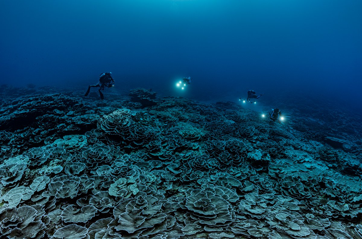 D'immenses coraux tapissant les fonds sur plusieurs hectares entre 30 et 60 mètres de profondeur... C'est une découverte rare et précieuse qui a été faite au large de Tahiti ! plongez.fr/recif-corallie… #1Ocean @AlexisRosenfeld <a href="/UNESCO_fr/">UNESCO en français</a> <a href="/criobe_pf/">criobe_pf</a>