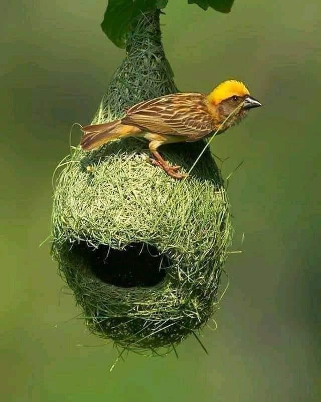 ainanche2's tweet image. Un architecte laborieux qui n'a aucun diplôme mais possède patience, détermination et persévérance. Un vrai travailleur perfectionniste.