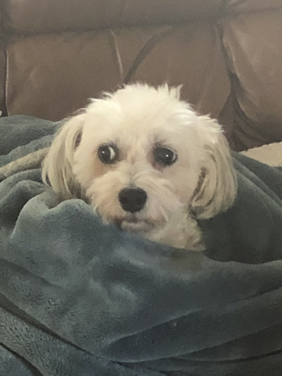 littlemanstew's tweet image. This is my stew #teddybear #LOML #bichonfrise #shihtzu