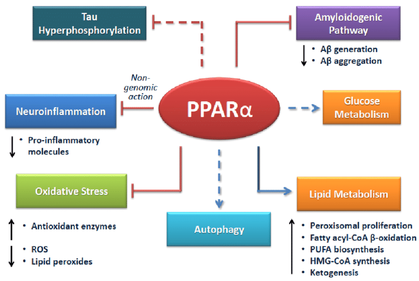 dr_kevinlee's tweet photo. #PPARAlpha - a target in #Alzheimers, neuroinflammation? https://t.co/6HzG84atcv https://t.co/rlpyloObc1