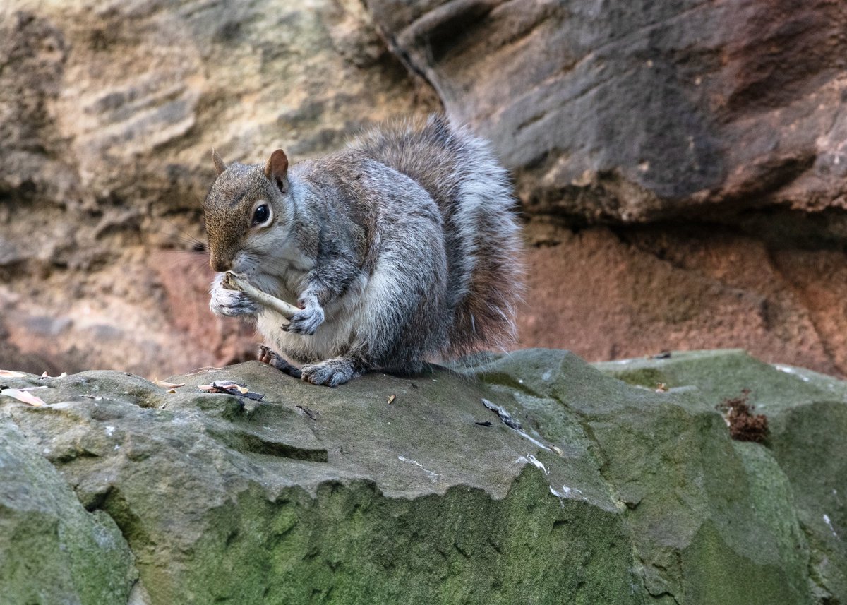 slssimmons's tweet photo. Every day is #SquirrelAppreciationDay at my home. Taken during the lockdown on May 4th, 2020, this squirrel sat on my garden wall staring at me whilst chewing on a bone. https://t.co/sef7vVPOdh