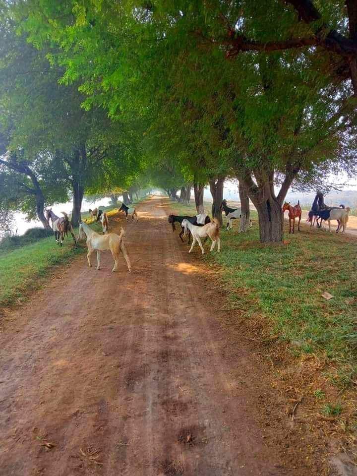 GilalYasir's tweet photo. اگر پرندوں کے گیت سننا چاہتے ہو !
تو پنجرہ مت خریدو درخت لگائو۔ 
#NaturalBeauty https://t.co/5unVj0RSNS