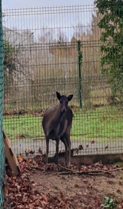 VilledeLorient's tweet photo. 🦌 Ce jeudi 20 janvier, la Ville de #Lorient a procédé au transfert de la daine du parc Chevassu  vers le parc animalier "Chez Dame Nature" situé à #Meslan
Plus d'informations 👉 https://t.co/2tHXolSpse  
@ThierryAnimale https://t.co/dp4Bzl7CZh