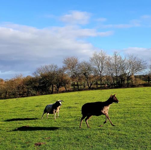 VilledeLorient's tweet photo. 🦌 Ce jeudi 20 janvier, la Ville de #Lorient a procédé au transfert de la daine du parc Chevassu  vers le parc animalier "Chez Dame Nature" situé à #Meslan
Plus d'informations 👉 https://t.co/2tHXolSpse  
@ThierryAnimale https://t.co/dp4Bzl7CZh