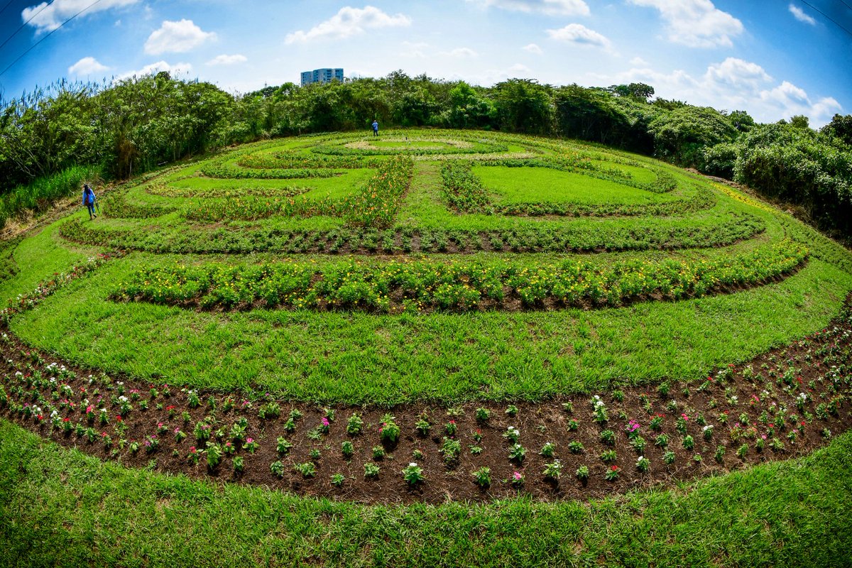 oscarvillani's tweet photo. Avanza nuestro bellísimo #LaberintoDeAromas en el Parque Ambiental #CorazónDePance, un espacio con cientos de plantas aromáticas y especies para polinizadores,llenas de #flores colores y aromas.

Un recorrido para el disfrute de los sentidos (1er recorrido feb-12)
#TeQueremosCali https://t.co/0FYrC1w170
