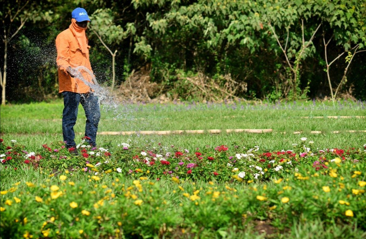 oscarvillani's tweet photo. Avanza nuestro bellísimo #LaberintoDeAromas en el Parque Ambiental #CorazónDePance, un espacio con cientos de plantas aromáticas y especies para polinizadores,llenas de #flores colores y aromas.

Un recorrido para el disfrute de los sentidos (1er recorrido feb-12)
#TeQueremosCali https://t.co/0FYrC1w170